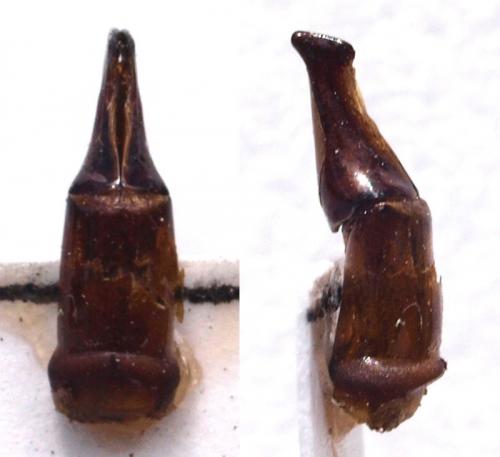 Dichotomius sp.